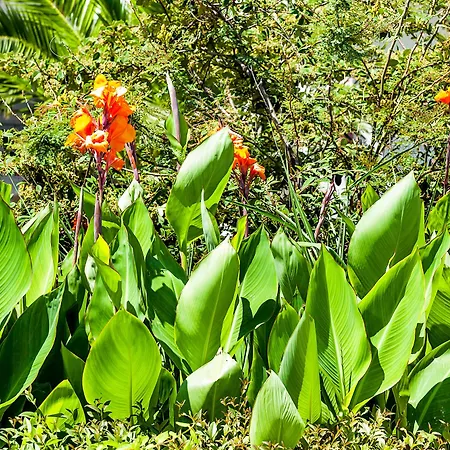 فندق Xenios Dolphin بوسيدي